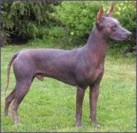 image of mexican_hairless #25