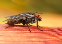 image of fly