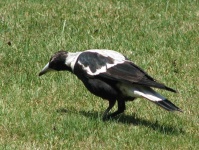 image of animal