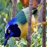 image of bird