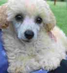 image of miniature_poodle