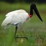 image of bird