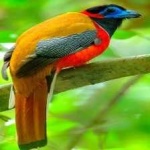 image of red_naped_trogon #15