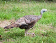 image of animal