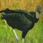 image of bird