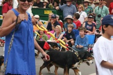 image of entlebucher