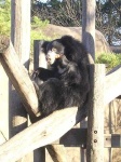 image of sloth_bear #18