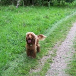 image of english_cocker_spaniel #31