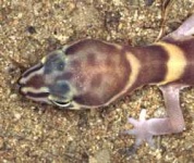 image of banded_gecko