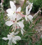 image of flower