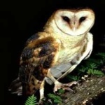 image of bird