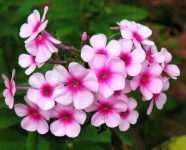 image of flower