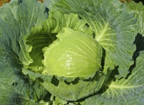 image of cabbage #29