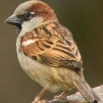 image of bird