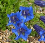 image of flower