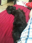 image of giant_schnauzer