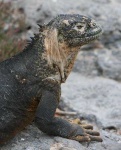 image of common_iguana