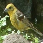image of bird