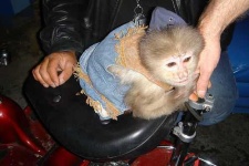 image of capuchin