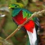image of bird