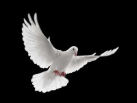 image of dove