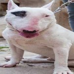 image of bull_terrier #24