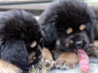 image of tibetan_terrier