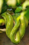 image of green_snake #28