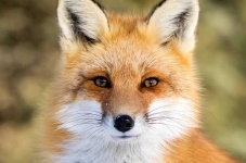 image of animal