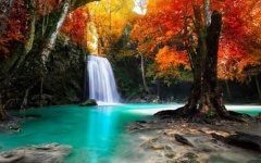 image of tropical_forest