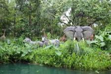 image of jungle