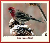 image of house_finch
