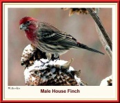 image of house_finch #23