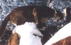image of cougar_face