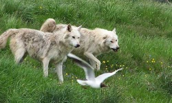 image of timber_wolf