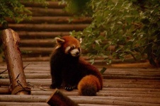 image of lesser_panda