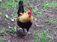 image of cock