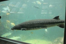 image of sturgeon