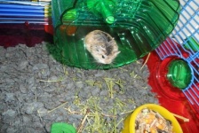 image of animal