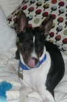 image of basenji