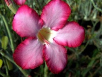 image of flower