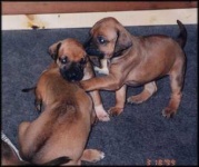 image of rhodesian_ridgeback