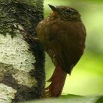 image of bird