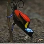 image of bird