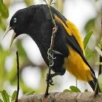 image of bird