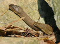 image of water_snake