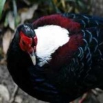 image of bird