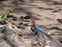image of agama