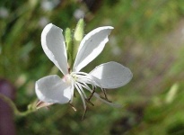 image of flower