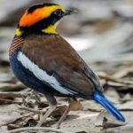 image of bird